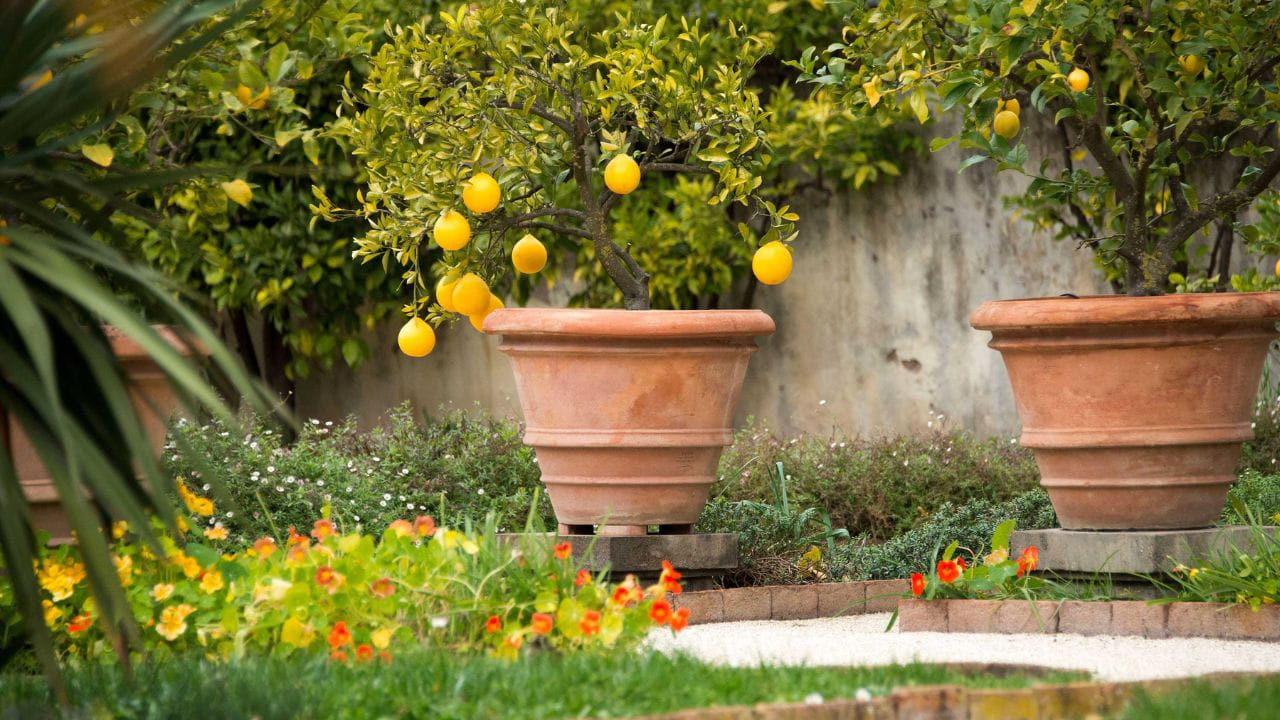 ఇంటి వద్ద నిమ్మ చెట్టు ఉండటం అనేది సహజం. చాలా మంది తమ ఇంటి పెరట్లో తప్పనిసరిగా నిమ్మ చెట్టును పెంచుకుంటారు. ఇది ఆరోగ్యపరంగా, అలాగే పాజిటివ్ శక్తిని అందిస్తుందని చెబుతుంటారు. అయితే ఫెంగ్ షూయ్ ప్రకారం ఇంటిలో నిమ్మ చెట్టు పెంచుకోవడం వెనుకున్న రహస్యం గురించి తెలియజేయడం జరిగింది. అది ఏంటో ఇప్పుడు చూద్దాం.