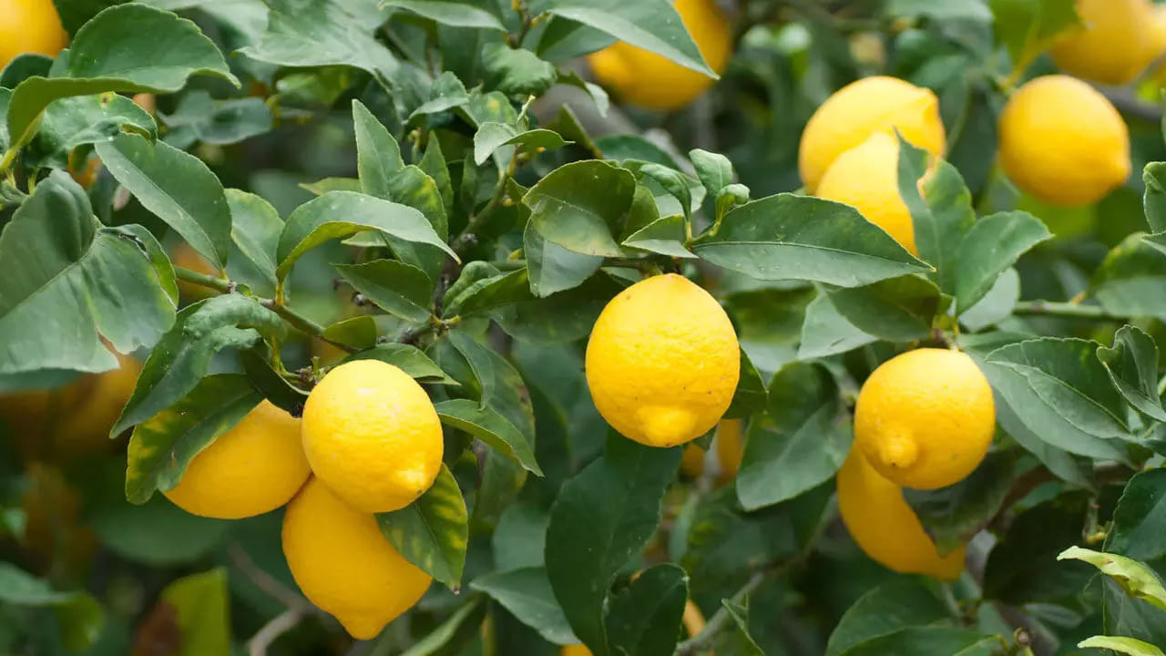 ఇంటిలోపల నిమ్మ చెట్టు కేవలం పండ్ల కోసమో, ఆరోగ్యం కోసమో కాదు, ఆహ్లాదకరమైన సువాసనను ఇచ్చే నిమ్మ చెట్టును ఇంటిలో పెంచుకోవడం వలన పాజిటివ్ శక్తి పెరగడమే కాకుండా, ఇది ఇంటిలోని దుష్ట శక్తులను తరిమికొడుతుందని ఆయన తెలియజేస్తున్నారు. అంతే కాకుండా దీని వలన మానసిక ప్రశాంతత కలుగుతుందంట. అనారోగ్య సమస్యల నుంచి కూడా బయటపడతారంట.