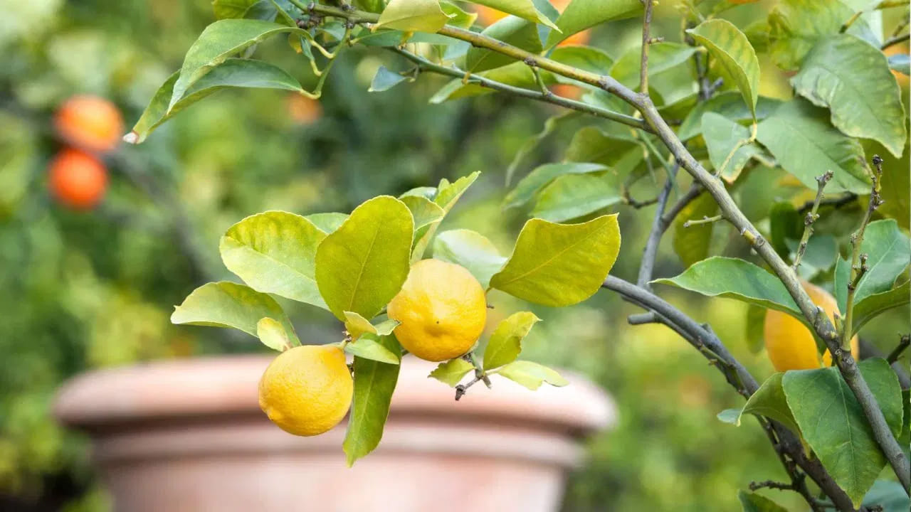 కానీ ఇంటిలోపల నిమ్మ చెట్టును సరైన దిశలో పెంచాలంట. నిమ్మ చెట్టు ఎప్పుడైతే సరైన దిశలో ఉంటుందో, అప్పుడే,  అద్భుతమైన ఫలితాలను ఇస్తుందంట. కొంత మంది ఇంటిలోపల నిమ్మ చెట్టు పెంచుకుంటారు. కానీ ఎప్పుడూ కూడా ఇంటి బయట ఉత్తరం దిశలో ప్రధాన ద్వారానికి ఇరువైపుల నిమ్మ చెట్టు పెంచుకోవడం మంచిదంట. దీనిని పశ్చిమ దిశలో పెట్టడం వలన అనేక ఇబ్బందులు ఎదురు అవుతాయంట.