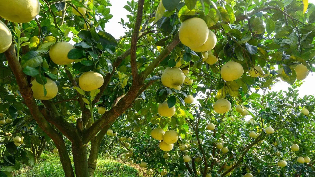 నిమ్మ చెట్టు అనేది ప్రతి కూల శక్తిని గ్రహిస్తుంది. ఈ చెట్టు పుల్లటి వాసనను ఇస్తుంది. ఇది చెడు శక్తిని అడ్డుకొని, ఇంటిలో పాజిటివ్ శక్తిని పెంచుతుందంట. అంతే కాకుండా ఇది ఇంటిని చెడు దృష్టి నుంచి కాపాడుతుందంట. అంతే కాకుండా ఇది దృష్ట శక్తులు ఇంటిలోకి రాకుండా చేస్తుంది. అందుకే నిమ్మ చెట్టును ఇంటిలో పెంచుకోవడం చాలా మంచిదంట.