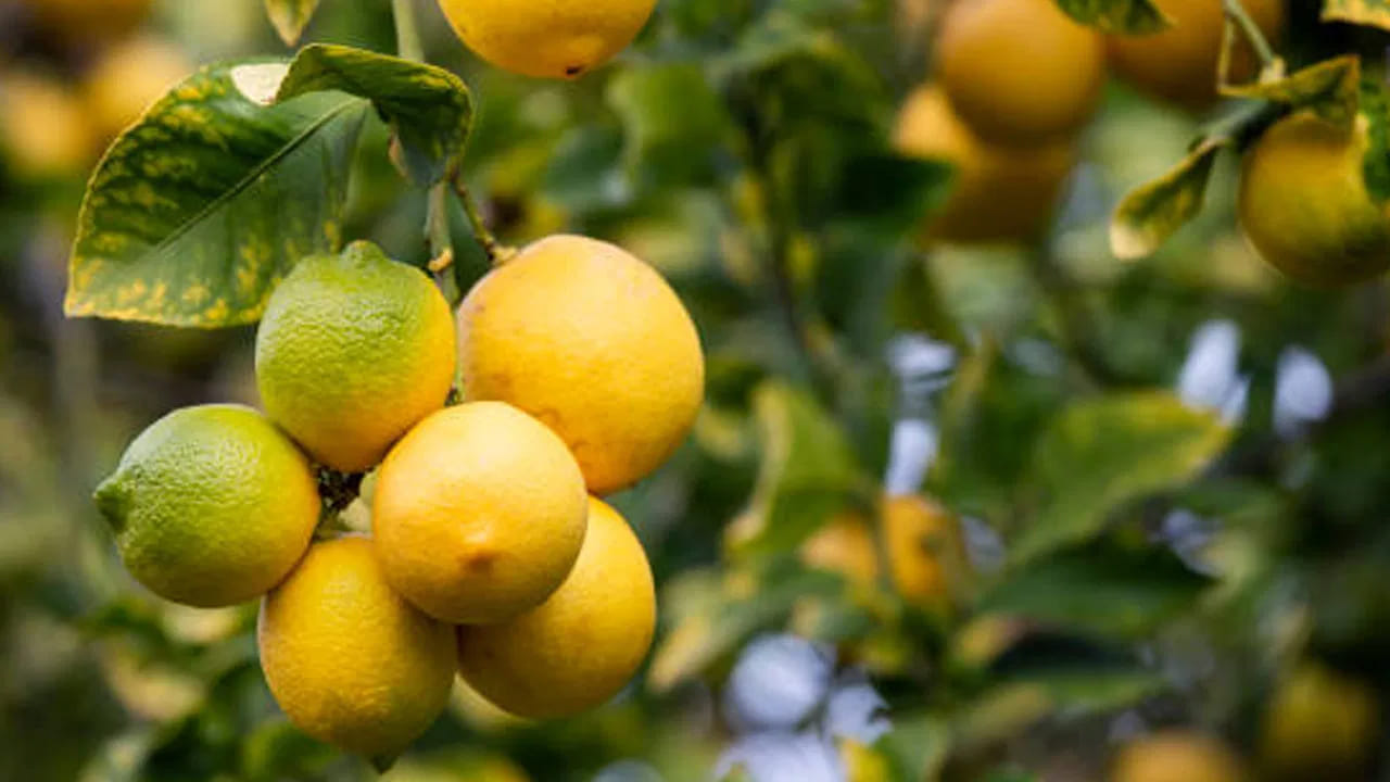 ఆధ్యాత్మిక పరంగానే కాకుండా ఆయుర్వేదం, ఆరోగ్యం పరంగా కూడా ఇంటిలో నిమ్మ చెట్టు ఉండటం అనేది చాలా మంచిదంట. నిమ్మకాయల్లో విటమిన్ సి ఎక్కువగా ఉంటుంది. ఇది ఆరోగ్యాన్ని పెంచుతుంది. అలాగే చెట్టు ఆకుల నుంచి వెలువడే సహజ నూనెలు లిమోనెన్ వంటివి మానసిక ప్రశాంతతను అందించి, ఒత్తిడిని తగ్గిస్తాయి, ఈ చెట్టు వాసన మానసిక ఆరోగ్యాన్ని మెరుగుపరుస్తుంది.