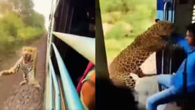 Viral Video: భయానకం.. రన్నింగ్‌ ట్రైన్‌లోకి దూరిన చిరుత...