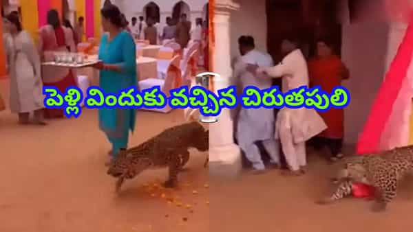 పెళ్లి విందుకు వచ్చిన చిరుత.. భయంతో పరుగులుపెట్టిన అతిథులు..! ఆ తర్వాత జరిగింది చూస్తే..