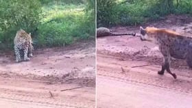 హైనాను చూసి జడుసుకున్న చిరుతపులి..!