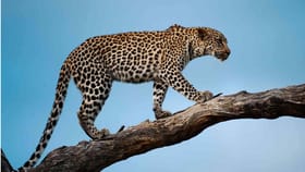 కంటిమీద కునుకు లేకుండా చేస్తున్న చిరుత పులి..