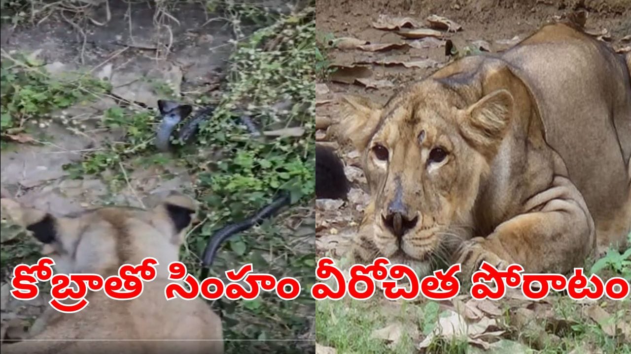 Watch Video: తన బోనులో దూరిన పాముకు చుక్కలు చూపింన సింహం.. చివరకు..