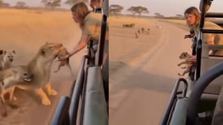 Viral Video: సింహం చేసిన పనికి సఫారీ టూరిస్టులు షాక్‌… ఇది ఫ్యాక్టో..ఫేకో..ఇలా మారారేంటిరా బాబు…