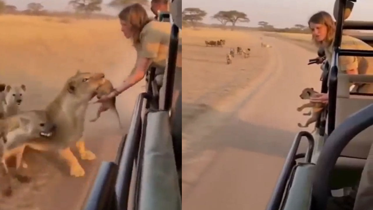 Viral Video: సింహం చేసిన పనికి సఫారీ టూరిస్టులు షాక్‌... ఇది ఫ్యాక్టో..ఫేకో..ఇలా మారారేంటిరా బాబు...
