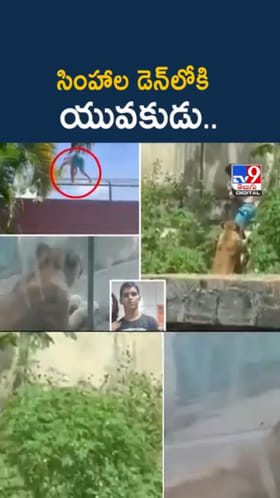 Camara Zoo Incident: సింహాల డెన్‌లోకి యువకుడు..ఆ తర్వాత ఏం జరిగిందంటే..?