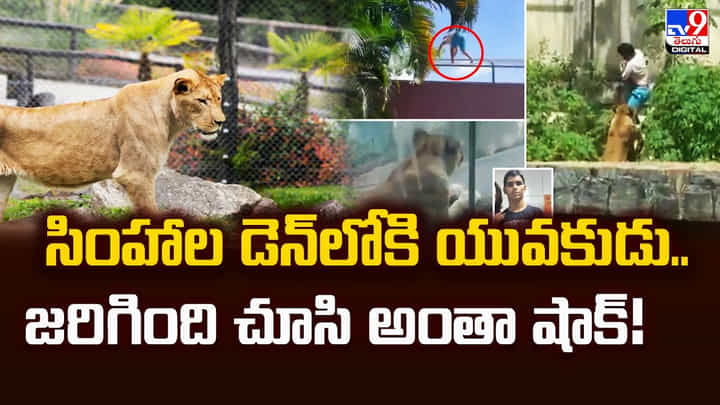 సింహాల డెన్లోకి యువకుడు.. జరిగింది చూసి అంతా షాక్ సింహాల డెన్లోకి యువకుడు.. జరిగింది చూసి అంతా షాక్