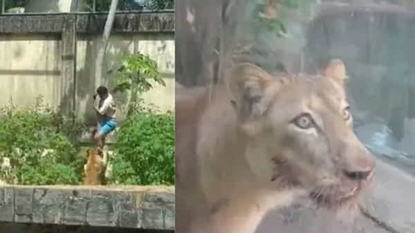 Viral Video: జూపార్క్లో సింహాం డెన్లోకి దిగిన యువకుడు.. ఆ తర్వాత జరిగింది చూసి అంతా షాక్!