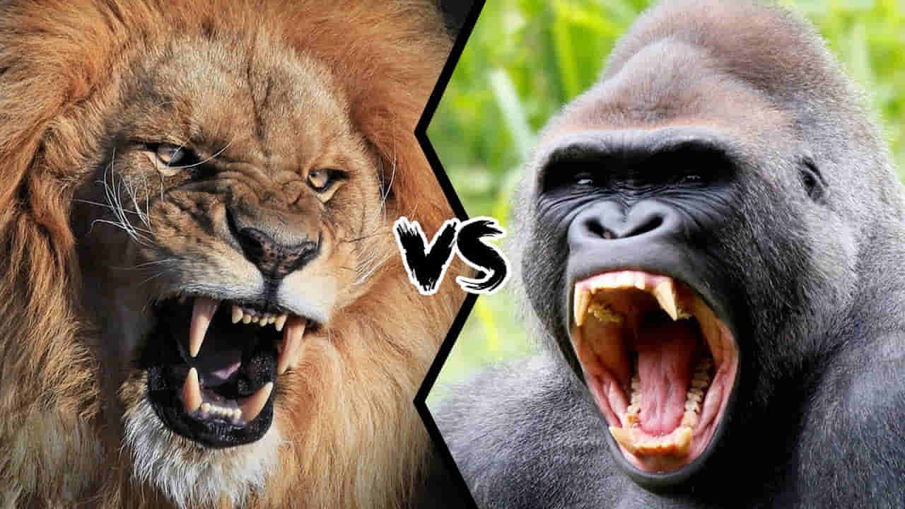Lion vs Gorilla: సింహం, గొరిల్లా తలపడితే విజయం ఎవరిది..?