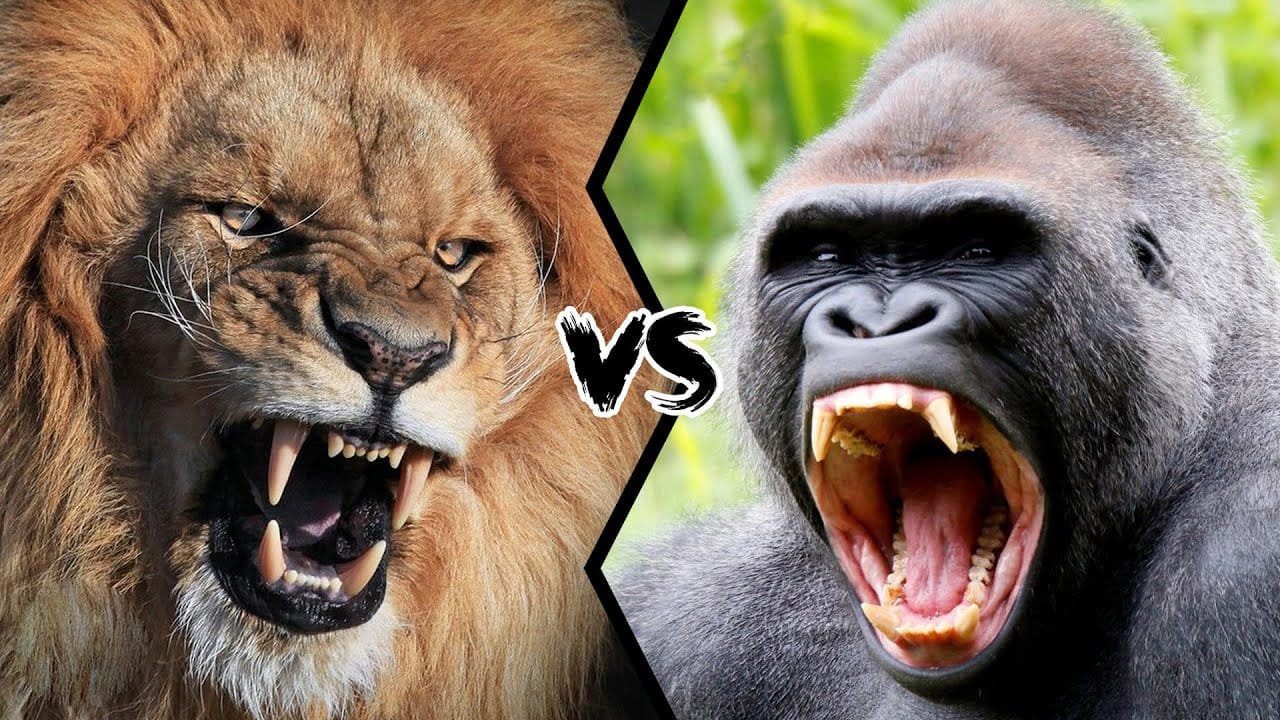 Lion vs Gorilla: సింహం, గొరిల్లా తలపడితే విజయం ఎవరిది..?