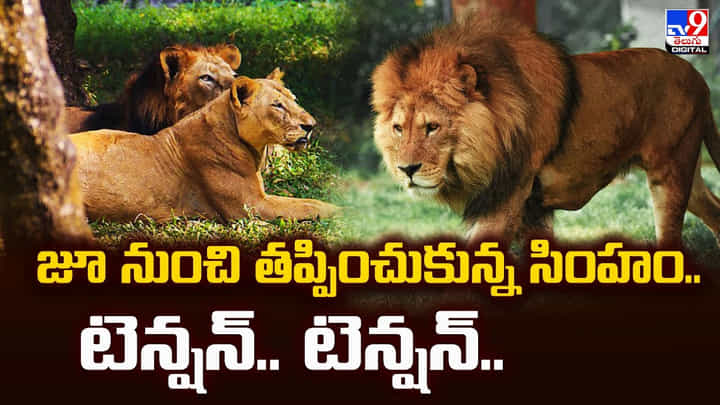 జూ నుంచి తప్పించుకున్న సింహం.. ఎప్పుడొచ్చి మీద పడుతుందో.. టెన్షన్.. టెన్షన్.. జూ నుంచి తప్పించుకున్న సింహం.. ఎప్పుడొచ్చి మీద పడుతుందో.. టెన్షన్.. టెన్షన్..
