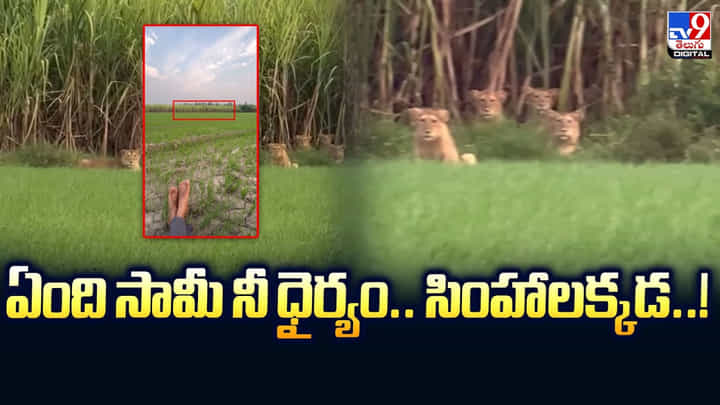ఏంది సామీ నీ ధైర్యం.. సింహాలక్కడ.. వైరల్ అవ్వడం కోసం మరీ ఇలా చేస్తావా ?? ఏంది సామీ నీ ధైర్యం.. సింహాలక్కడ.. వైరల్ అవ్వడం కోసం మరీ ఇలా చేస్తావా ??
