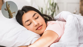 మీ కలలో బల్లి కనిపించిందా.? చెడు శకునమా.? మంచి శకునమా.?