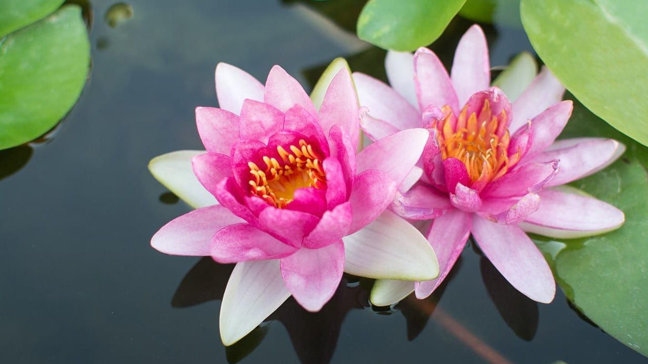 కమలం పువ్వు: లక్ష్మీదేవికి కమలం ఎంతో ప్రీతికరమైనది. ఆమె దానిపై కూర్చుని ఉంటుంది. శుక్రవారం నాడు కమలం పువ్వును కొని పూజ సమయంలో సమర్పించడం వల్ల దైవిక ఆశీర్వాదాలు పెరుగుతాయని నమ్ముతారు. కమలం స్వచ్ఛత, శ్రేయస్సును కూడా సూచిస్తుంది. ఇది సంపదకు బలమైన ఆకర్షణగా మారుతుంది.