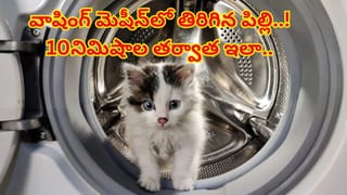 Viral Video: 10నిమిషాల పాటు వాషింగ్‌ మెషీన్‌లో తిరిగిన పిల్లి..! చివరకు ఇలా మారింది..?