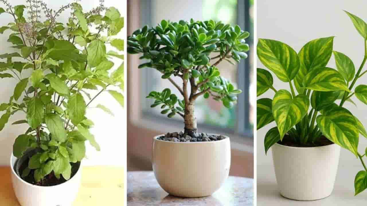 Lucky Plants: ఈ 6 మొక్కలు ఇంట్లో పెంచుకుంటే డబ్బుకు డబ్బు, అదృష్టానికి అదృష్టం