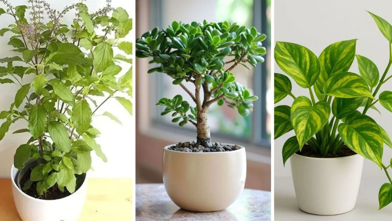 Lucky Plants: ఈ 6 మొక్కలు ఇంట్లో పెంచుకుంటే డబ్బుకు డబ్బు, అదృష్టానికి అదృష్టం