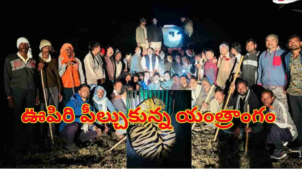 3 నెలల హైటెన్షన్ .. ఎట్టకేలకు చిక్కిన మ్యాన్ ఈటర్.. ఊపిరి పీల్చుకున్న యంత్రాంగం
