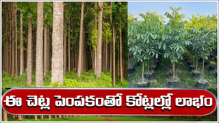 Gold Price Today: తెలుగు రాష్ట్రాల్లో బంగారం ధర పెరిగిందా? తగ్గిందా? తాజా రేట్ల వివరాలు!