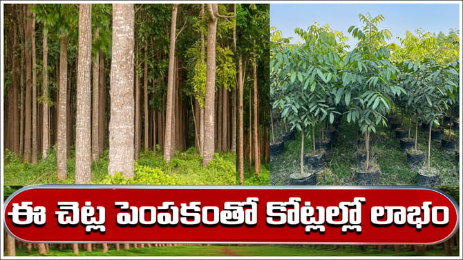ఈ చెట్ల పెంపకంతో కోట్లల్లో లాభం..సాగు విధానం గురించి మీకు తెలుసా?
