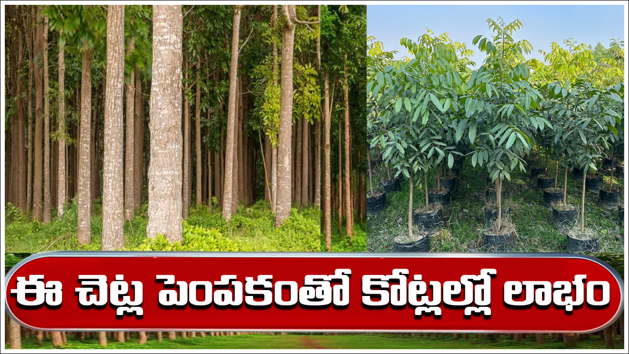 Business Idea: ఈ చెట్ల పెంపకంతో కోట్లల్లో లాభం.. సాగు విధానం గురించి మీకు తెలుసా?