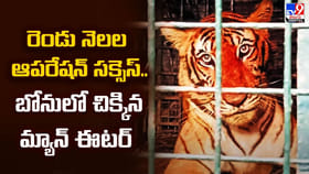 రెండు నెలల ఆపరేషన్‌ సక్సెస్‌.. బోనులో చిక్కిన మ్యాన్‌ ఈటర్‌