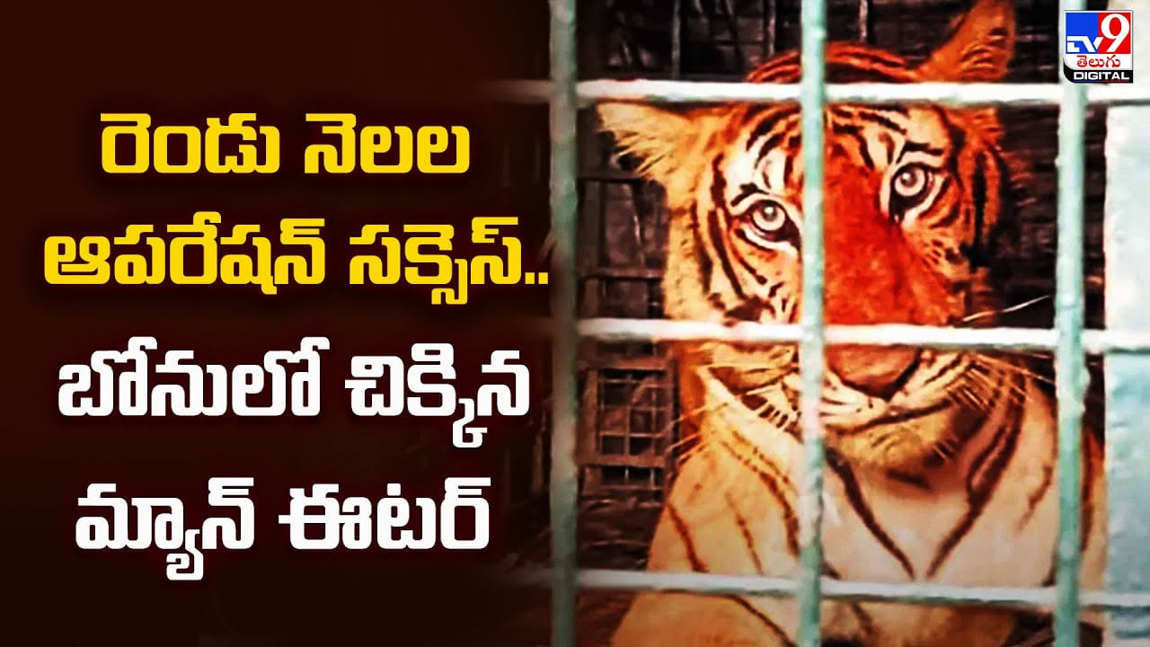 రెండు నెలల ఆపరేషన్ సక్సెస్.. బోనులో చిక్కిన మ్యాన్ ఈటర్ రెండు నెలల ఆపరేషన్ సక్సెస్.. బోనులో చిక్కిన మ్యాన్ ఈటర్