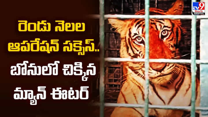 రెండు నెలల ఆపరేషన్ సక్సెస్.. బోనులో చిక్కిన మ్యాన్ ఈటర్ రెండు నెలల ఆపరేషన్ సక్సెస్.. బోనులో చిక్కిన మ్యాన్ ఈటర్