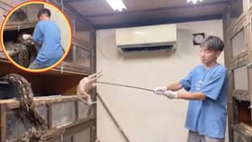 పాములకు ఎలా ఆహారం ఇస్తారో తెలుసా?