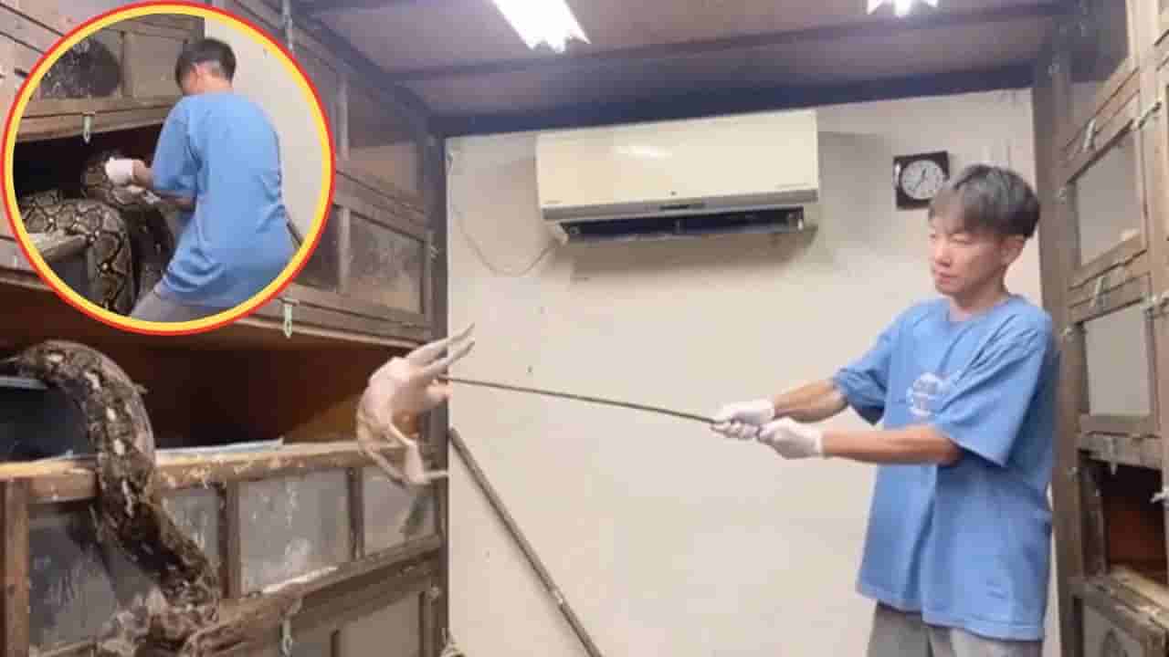 Watch: ప్రమాదకర పాములకు ఎలా ఆహారం ఇస్తారో తెలుసా? ఒళ్లు గగుర్పాటుకు గురి చేస్తున్న వీడియో