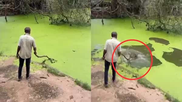 Watch: ఏం ధైర్యంరా సామి.. కొంచెం అటు.. ఇటు అయితే అంతే సంగతులు.. ఒళ్లుగగుర్పాటుకు గురి చేస్తోన్న వీడియో