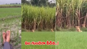 ఏం గుండె ధైర్యం రా సామి.. మృగరాజుతోనే ఆటలా..!