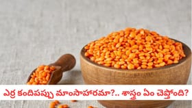 ఎర్ర కందిపప్పు మాంసాహారమా?.. శాస్త్రం ఏం చెప్తోంది?