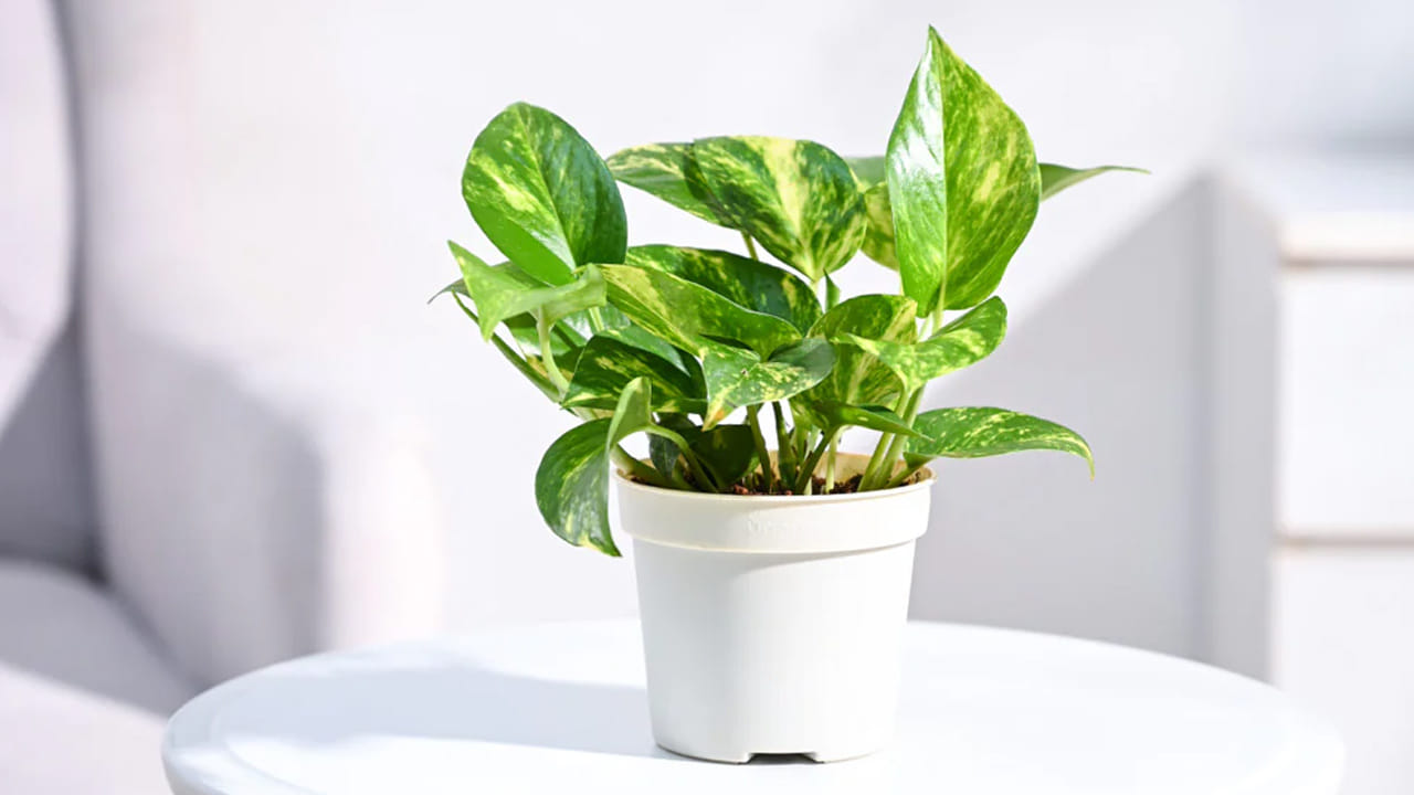 ఇంట్లో ఉండే ప్రతికూల శక్తులను తరచుగా ప్రభావితం చేయకుండా మనీ ప్లాంట్ నిరోధిస్తుందని చెబుతారు. ఇంట్లో మనీ ప్లాంట్ ఉంటే,అది ఎప్పుడు ఎండిపోకుండా చూసుకోవాలి. మనీ ప్లాంట్ ఎండిపోవడం అశుభం. ఇది ధన నష్టాన్ని కలిగిస్తుంది. మనీ ప్లాంట్ ఎండిపోతే దాన్ని తొలగించి కొత్త మనీ ప్లాంట్ నాటండి. మనీ ప్లాంట్ ఆకులు ఎండిపోతే వాటిని ఎప్పటికప్పుడు తొలగించండి.