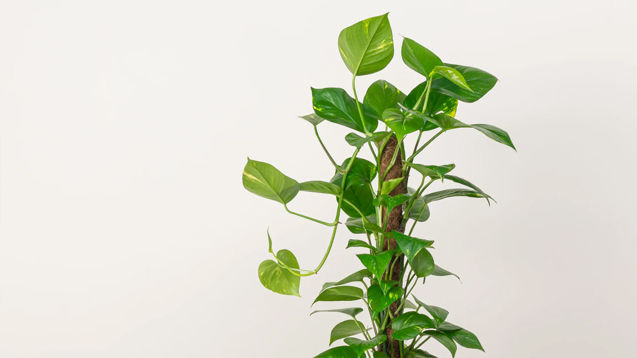 మనీ ప్లాంట్ను ఇంటి బయట ఎప్పుడూ నాటకూడదు. టెర్రస్ లేదా బాల్కనీలో నాటవచ్చు. కానీ, మనీ ప్లాంట్ మెయిన్ డోర్ బయట ఉండకూడదు. దీనివల్ల ఇంట్లో సంపద నిలవదు. అయితే, మనీ ప్లాంట్ను ఇండోర్ ప్లాంట్గా ఇంట్లో నాటడం ఉత్తమం.