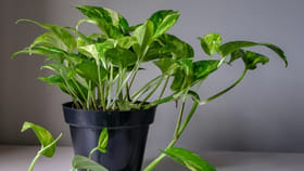 మనీ ప్లాంట్ పెంపకంలో ఈ తప్పులు వద్దు.. లైట్ తీసుకుంటే సమస్యలు..