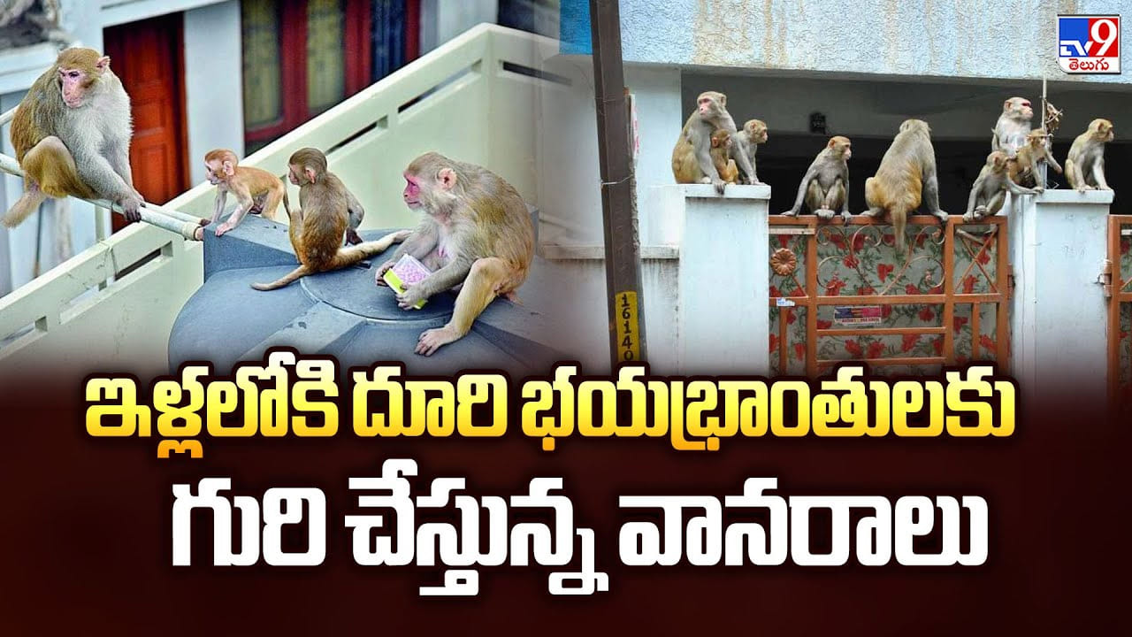 ఇళ్లలోకి దూరి భయభ్రాంతులకు గురి చేస్తున్న వానరాలు