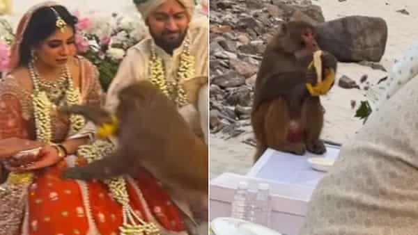 Viral Video: పిలవని పేరంటానికి అనుకోని అతిథి..! పెళ్లి జరుగుతుండగా అమాంతం పెళ్లి కూతురిపై దూకి...