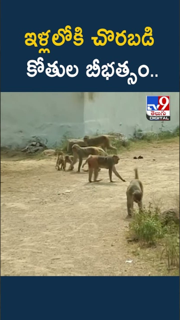 Monkey Menace: ఇళ్లలోకి చొరబడి బీభత్సం.. తీవ్రమైన కోతుల బెడద