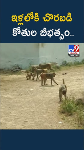 Monkey Menace: ఇళ్లలోకి చొరబడి బీభత్సం.. తీవ్రమైన కోతుల బెడద
