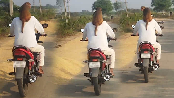 జామ్ జామ్ గా.. భుజాలపై కోతిని ఎక్కించుకుని బైక్ రైడ్.. మస్త్ ఫీల్ ఉందంటున్న బుచ్చిరాములు జామ్ జామ్ గా.. భుజాలపై కోతిని ఎక్కించుకుని బైక్ రైడ్.. మస్త్ ఫీల్ ఉందంటున్న బుచ్చిరాములు