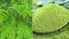 ఈ 4 సమస్యలుంటే మునగ ఆకులు తినకూడదంట..