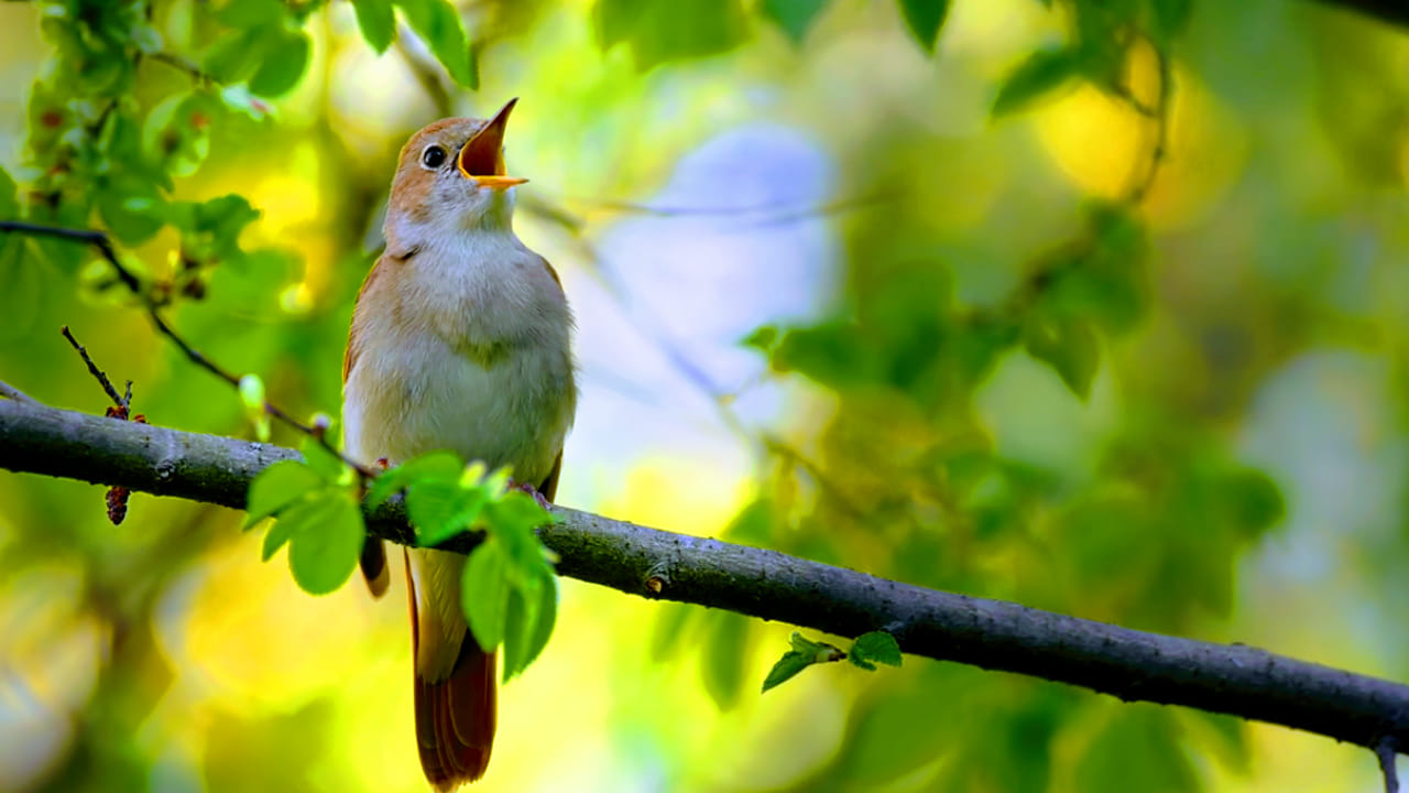 జ్యోతిష్య శాస్త్రం ప్రకారం ఉదయాన్నే పక్షుల కిలకిలలు వినడం చాలా మంచిదంట.  ఉదయాన్నే ఈ శబ్ధం వింటూ నిద్రలేవడం వలన ఆ రోజు చాలా ఆనందంగా గడిచిపోతుందంట. ప్రకృతితో మనకున్న అనుబంధం గుర్తు చేస్తూ, మనసుకు చాలా హాయినిస్తుంది. దీని వలన ఒత్తిడి, ఆందోళన, భయం , వంటివి తగ్గిపోయి, మానసిక ప్రశాంతత కలుగుతుందంట.