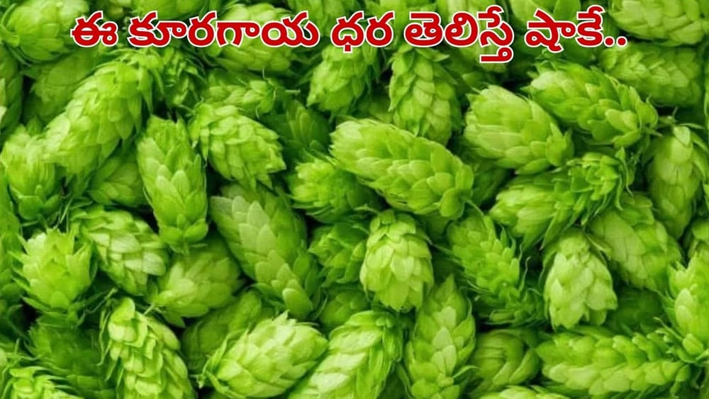 కిలో లక్షల్లోనే.. భారత్‌లోనే అత్యంత ఖరీదైన కూరగాయ.. ఎలా పండిస్తారో తెలుసా..?