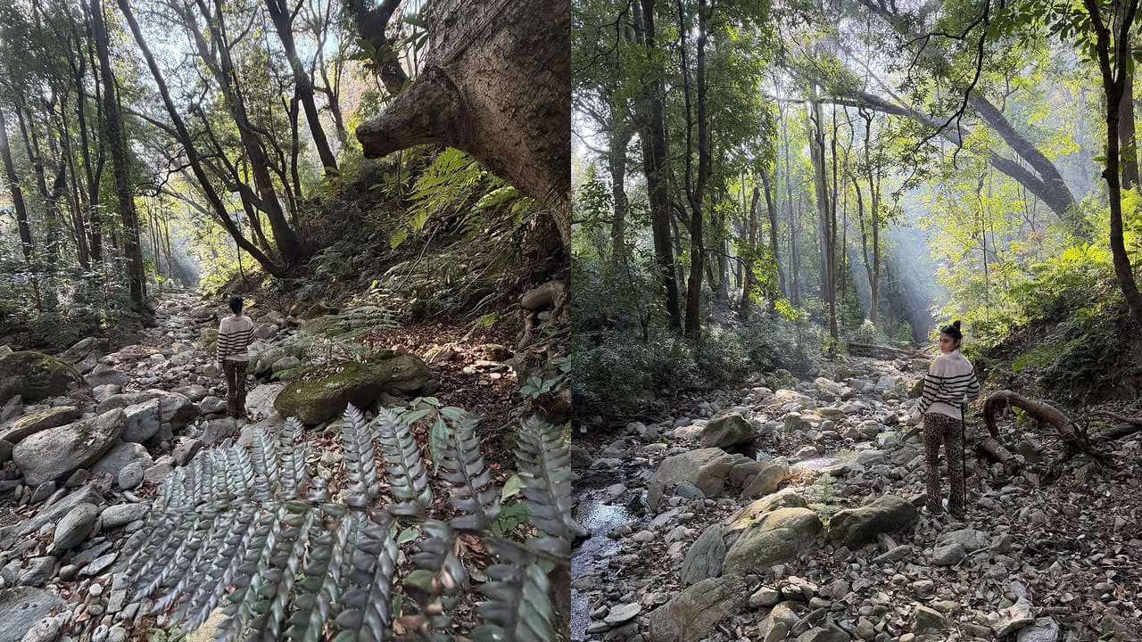 ఇలా ఓ వైపు సినిమాలు మరో వైపు స్పెషల్ సాంగ్స్‌లో అలరిస్తూ, తన క్యూట్ నెస్‌తో ప్రతి ఒక్కరినీ ఆకట్టుకుంటుంది ఈ అందాల చిన్నది.  రీసెంట్‌గా ఈ బ్యూటీ హారర్ యాక్షన్ కామెడీ చిద్రం ది భూత్నీ తో అభిమానులను పలకరించింది.