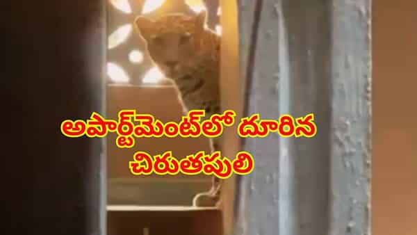 Watch: అపార్ట్మెంట్లో దూరిన చిరుతపులి.. చిన్నారి సహా ఏడుగురిపై దాడి.. చివరకు