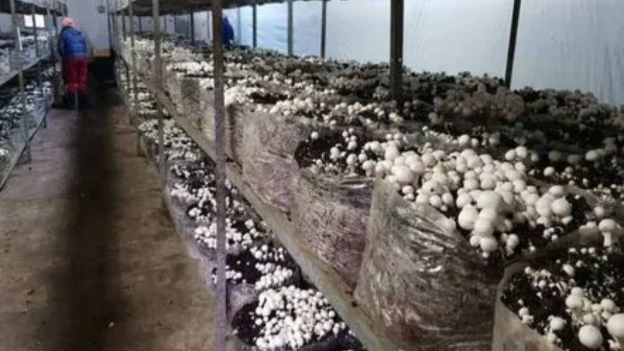 పుట్టగొడుగుల పెంపకానికి స్థలం కూడా పెద్దగా అవసరం లేదు. ఈ వ్యాపారాన్ని 300-400 చదరపు అడుగుల స్థలంలో కూడా ప్రారంభించవచ్చు. వీటి పెంపకం గురించి ఉచిత శిక్షణ తరగతులు కూడా అందుబాటులో ఉన్నాయి, అలాగే కృషి విజ్ఞాన కేంద్రం నుండి ఈ వ్యాపారానికి సహాయం, ప్రభుత్వ రుణ సౌకర్యాలు కూడా అందుబాటులో ఉన్నాయి. సరైన విత్తనాలు, సాగు, నిర్వహణ మీకు తెలిస్తే, మీరు ఎక్కువ లాభం పొందుతారు.